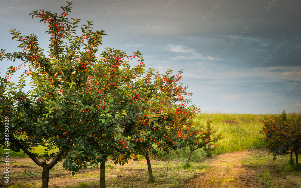  Cherries on orchard tree in sunset