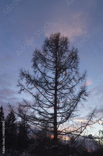 The top of the larch against the dark blue evening sky with small clouds