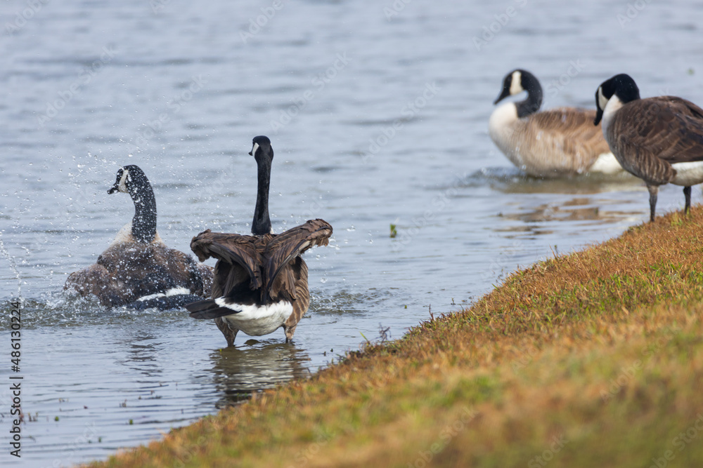 Fototapeta premium Canada geese splashing in the lake