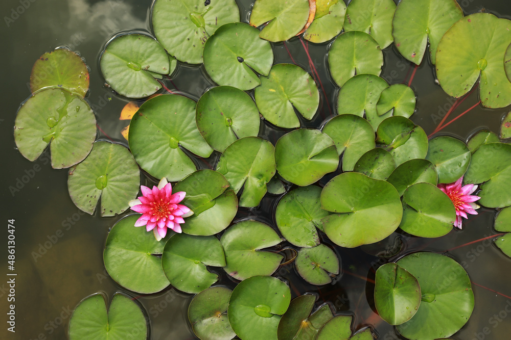 Pink water water lily with green water lilies or lotus flower Perry's in garden pond. Close-up of Nymphaea reflected on green water against sun. Flower landscape with copy space. Selective focus Pink water water lily with green water lilies or lotus flower Perry's in garden pond. Close-up of Nymphaea reflected on green water against sun. Flower landscape with copy space. Selective focus