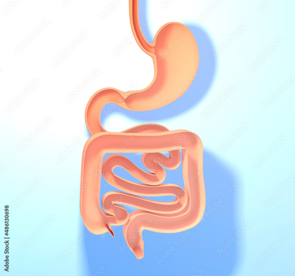 Anatomical 3d illustration of the digestive system. Stomach, large and small intestine. Showing the open interior. On blue gradient background with shadow. Anatomical 3d illustration of the digestive system. Stomach, large and small intestine. Showing the open interior. On blue gradient background with shadow.