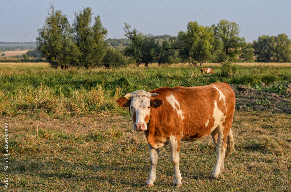 Young brown-white bull in the foreground, autumn meadow with green trees and cow in the background, beautiful morning landscape