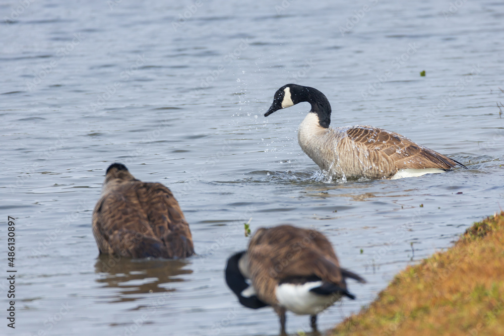 Canada geese splashing in the lake Canada geese splashing in the lake