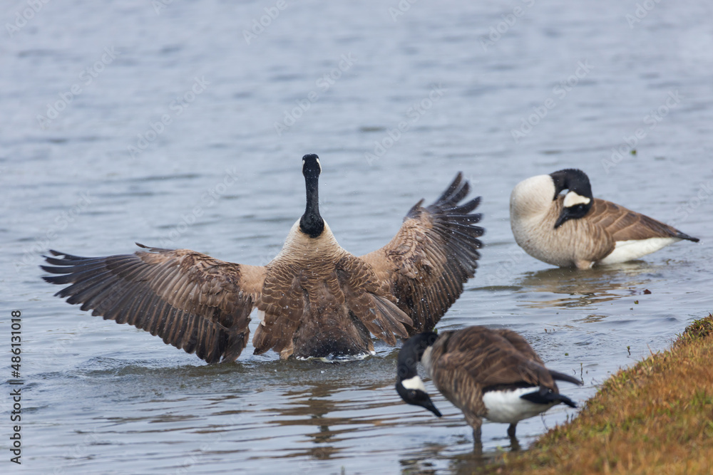One Canada goose with spread wings standing among other Canada geese on the lake shore One Canada goose with spread wings standing among other Canada geese on the lake shore