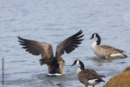  One Canada goose with spread wings standing among other Canada geese on the lake shore © Martina