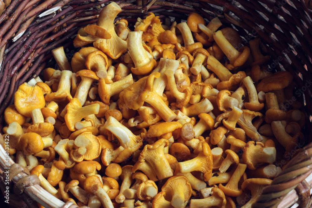 raw chanterelle mushrooms in a basket, top view. raw chanterelle mushrooms in a basket, top view.