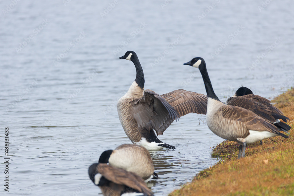 One Canada goose with spread wings standing among other Canada geese on the lake shore One Canada goose with spread wings standing among other Canada geese on the lake shore