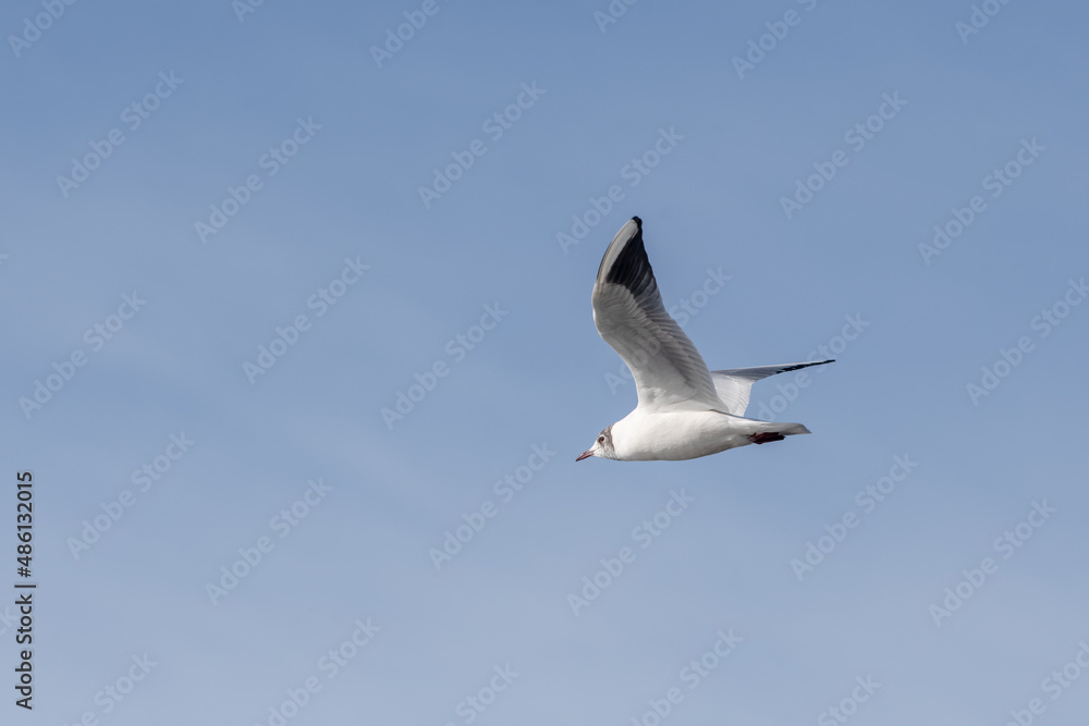 Lachmöwe Fliegend vor Himmel Lachmöwe Fliegend vor Himmel