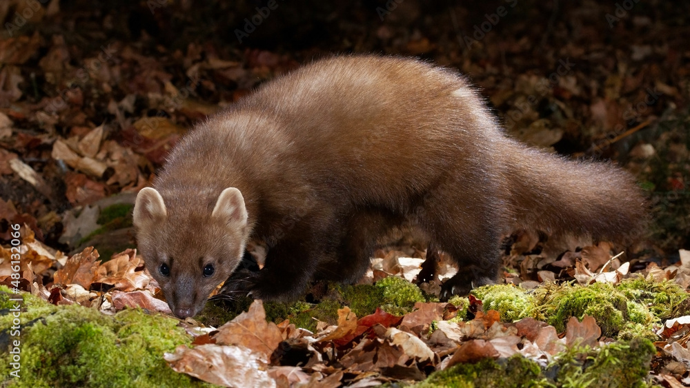 A pine marten sniffs the forest floor of leaf litter A pine marten sniffs the forest floor of leaf litter