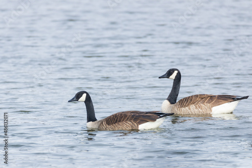 Two Canada Geese swimming in a lake