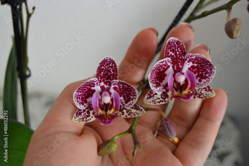 Une très belle orchidée violet