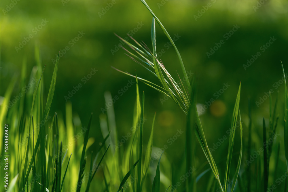 Green grass and shimmering spot lights Green grass and shimmering spot lights