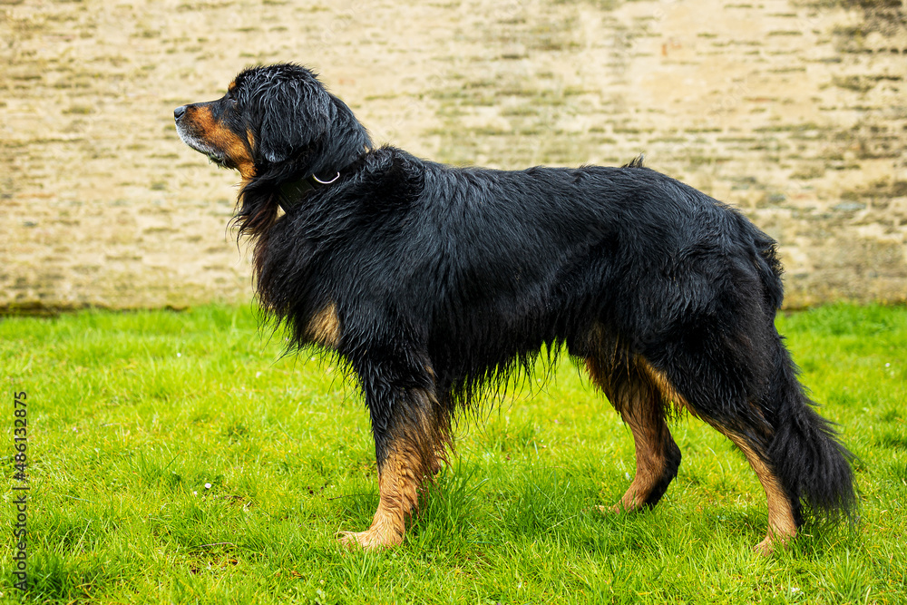 male dog hovawart gold and black is wet and standing in a show stance
