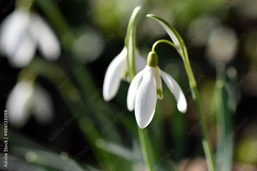 Erste Schneeglöckchen im Frühling Erste Schneeglöckchen im Frühling
