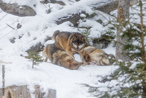 Eurasian wolf (Canis lupus lupus) alpha male in action in a pack © michal