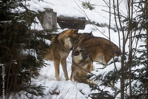 Eurasian wolf  Canis lupus lupus  expression of subordination to the alpha male