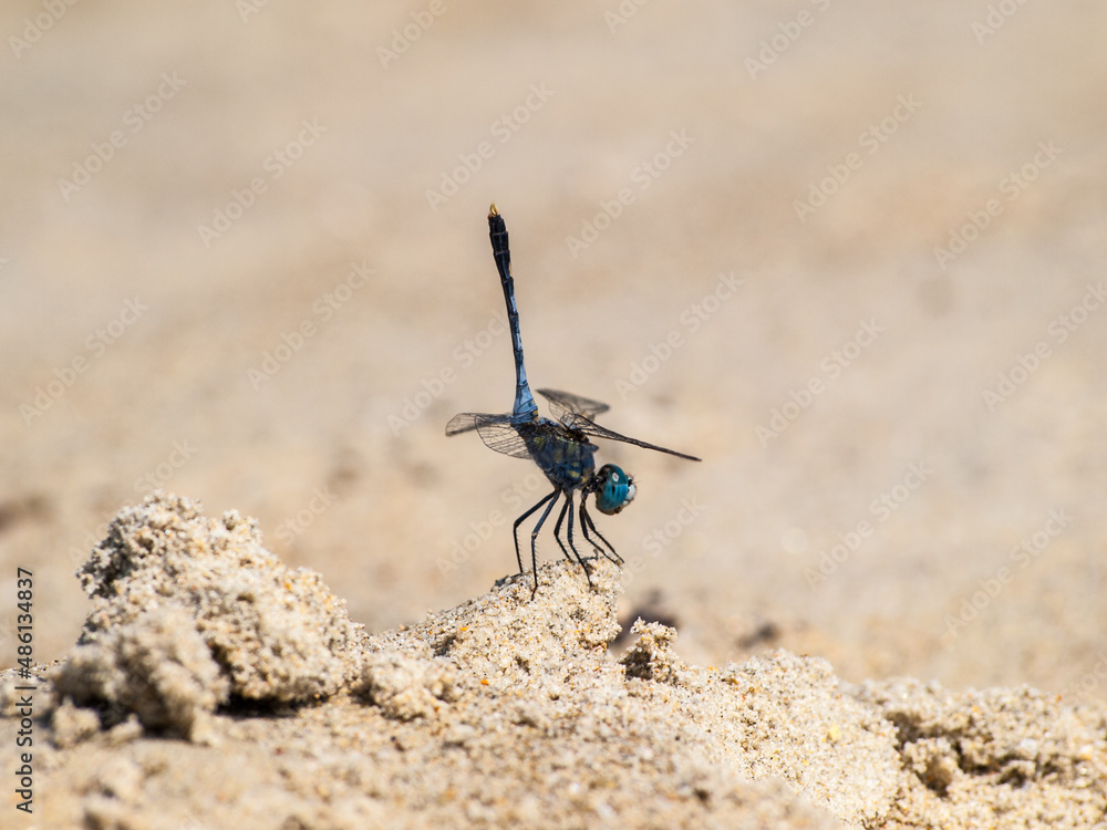 Blue dragonfly in the sand of a Goan beach Blue dragonfly in the sand of a Goan beach