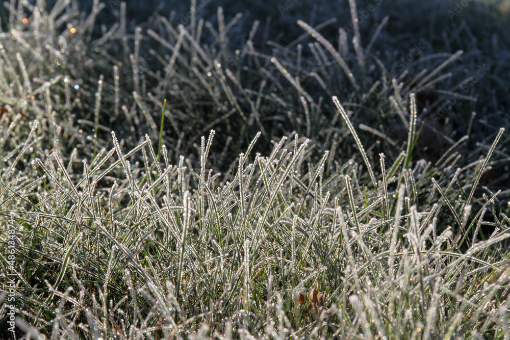 Frosty grass stalk in sun