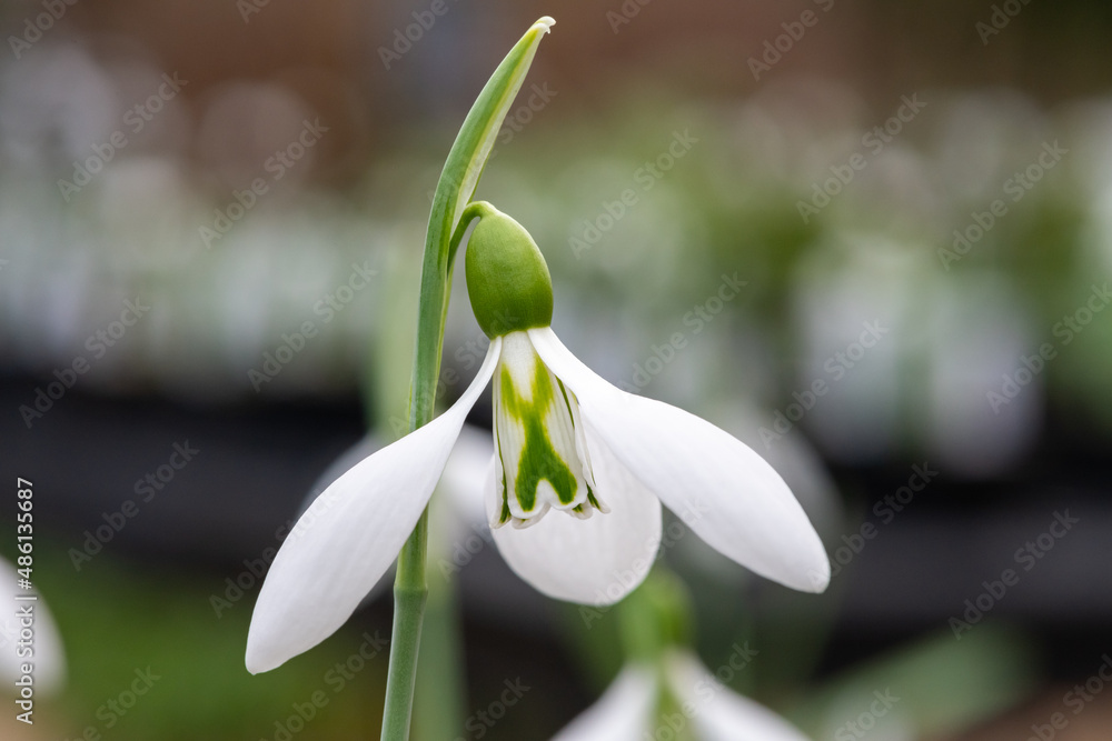 Macro shot of a galanthus Robin Hood snowdrop in bloom Macro shot of a galanthus Robin Hood snowdrop in bloom