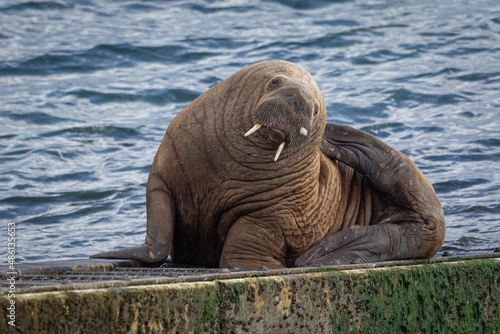 Walrus, Wally in Tenby Wales
