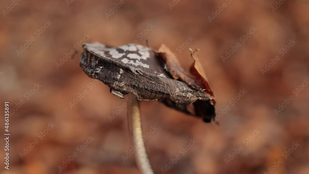 Wild mushroom grows on the ground in a beech forest in autumn. Macro shooting Wild mushroom grows on the ground in a beech forest in autumn. Macro shooting