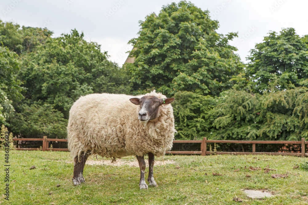 Idyllic rural view of pretty farmland and healthy livestock, in the beautiful surroundings of the Cotswolds, England, UK.