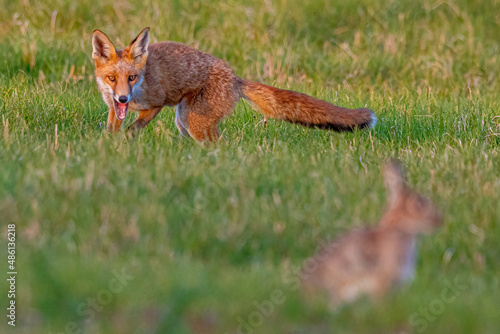 Fox in the grass hunting a rabbit © Paul Abrahams