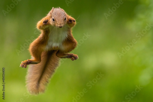 Red squirrel jumping, leaping, Scotland