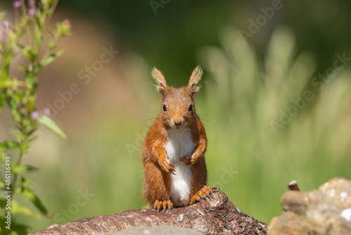 Red squirrel sitting on a log watching, Scotland © Paul Abrahams