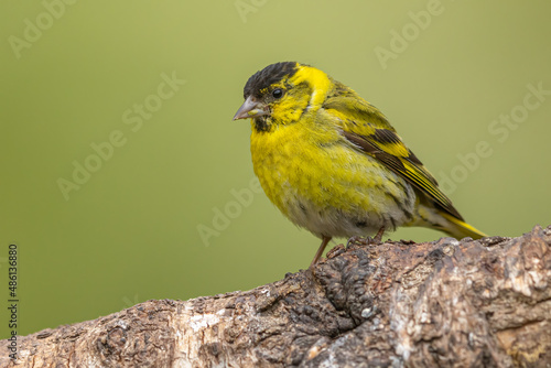 Male siskin sitting on a branch, Scotland