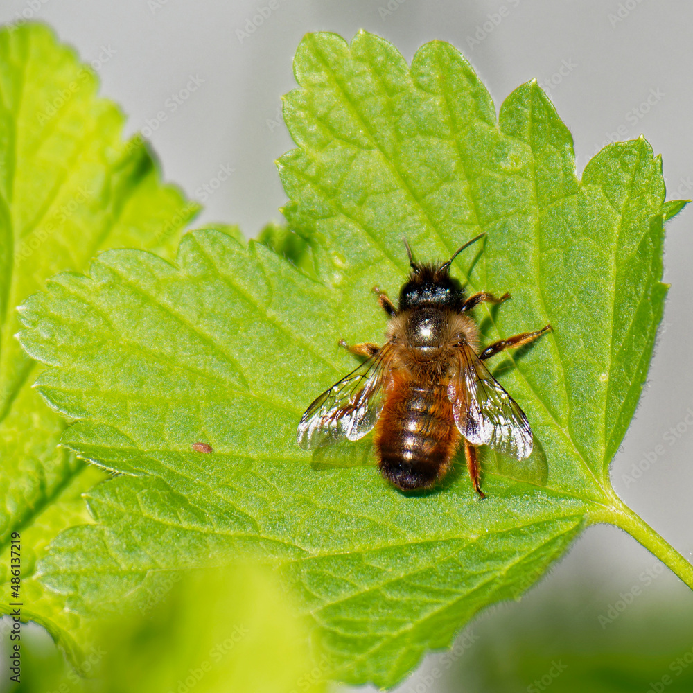 Abeille Abeille