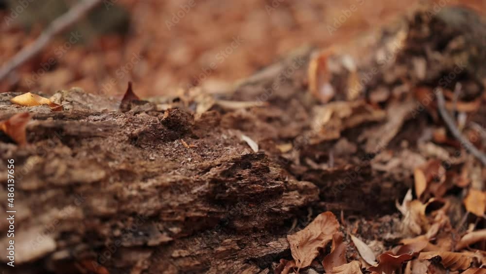 Dried old fallen tree in a beech forest on the ground in dry leaves in autumn Dried old fallen tree in a beech forest on the ground in dry leaves in autumn