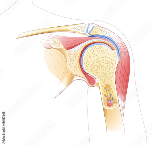 Line illustration of the shoulder joint. Showing the internal anatomy, bones and muscles. photo