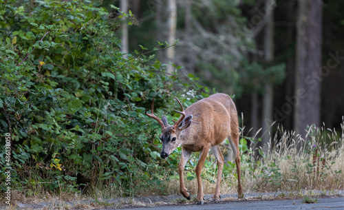 Roe deer in the park walking along the road. Animal in natural habitat. Wildlife scene. Red deer in summer forest