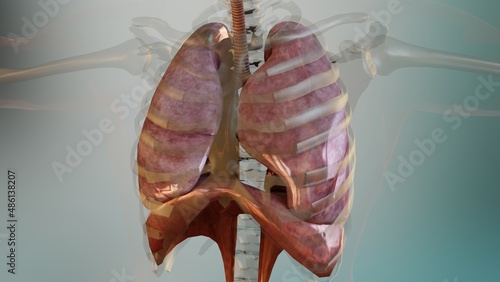 3d Illustration of Human Respiratory System Lungs Anatomy Concept. visible lung, pulmonary ventilation, Realistic high quality, 3d render	
 photo