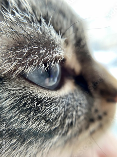 close up of a cat