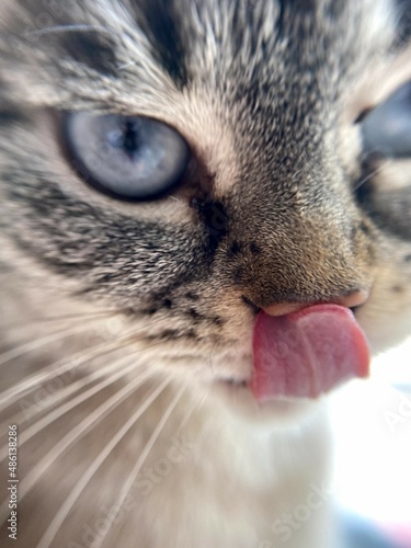 close up portrait of a cat