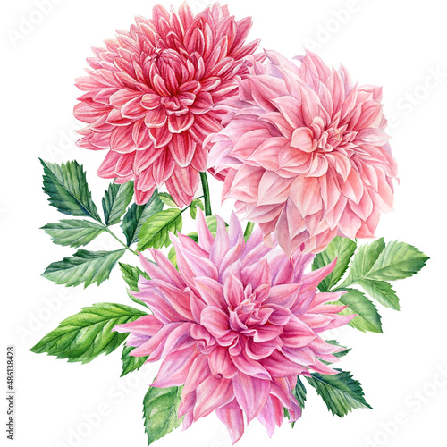 Poster of dahlia flowers and leaves, watercolor botanical painting