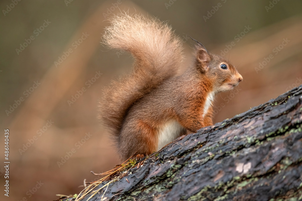 Side view of a red squirrel on a tree trunk, resting on a branch close up with a blurred background in a forest in winter in Scotland uk Side view of a red squirrel on a tree trunk, resting on a branch close up with a blurred background in a forest in winter in Scotland uk