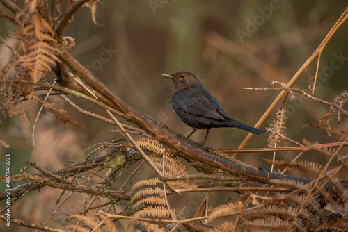 Blackbird female perched on a branch, surrounded by fern leaves, with a blurred background in a forest close up in the winter