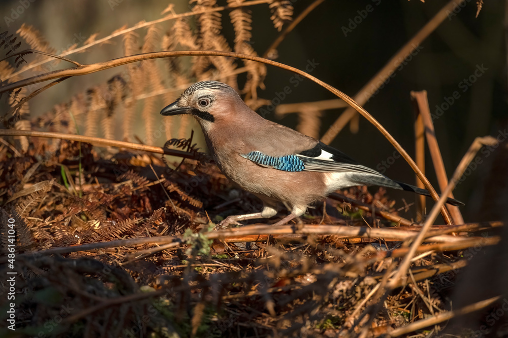 Jay perched on a branch, with a blurred background in a forest close up in the winter Jay perched on a branch, with a blurred background in a forest close up in the winter