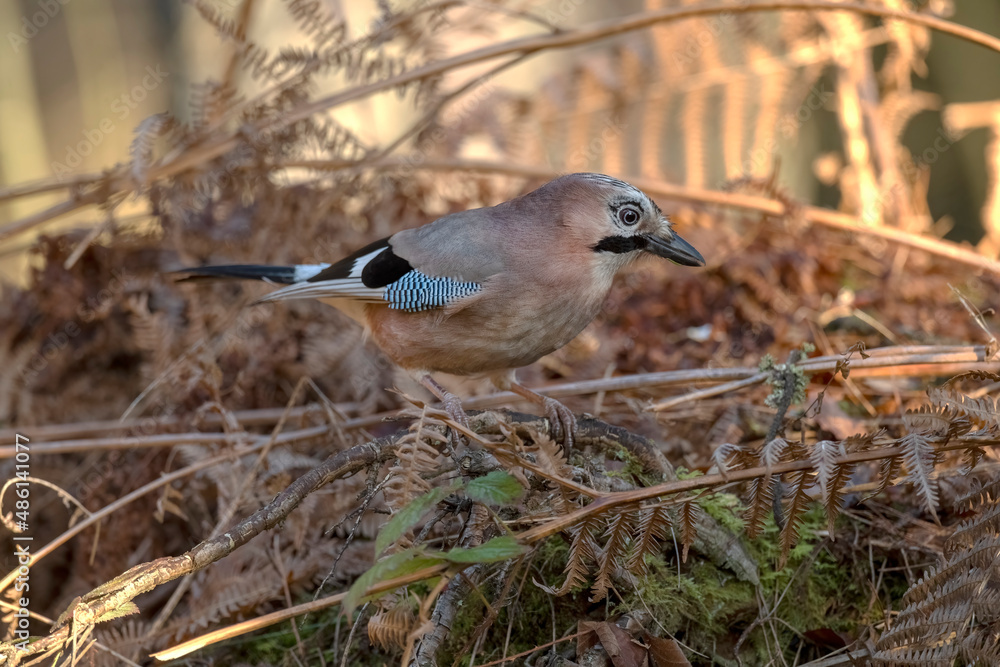 Jay perched on a branch, surrounded by fern leaves, with a blurred background in a forest close up in the winter Jay perched on a branch, surrounded by fern leaves, with a blurred background in a forest close up in the winter