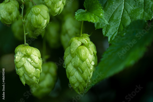 Fresh green hops cones with water drop close-up. Brewing production background.