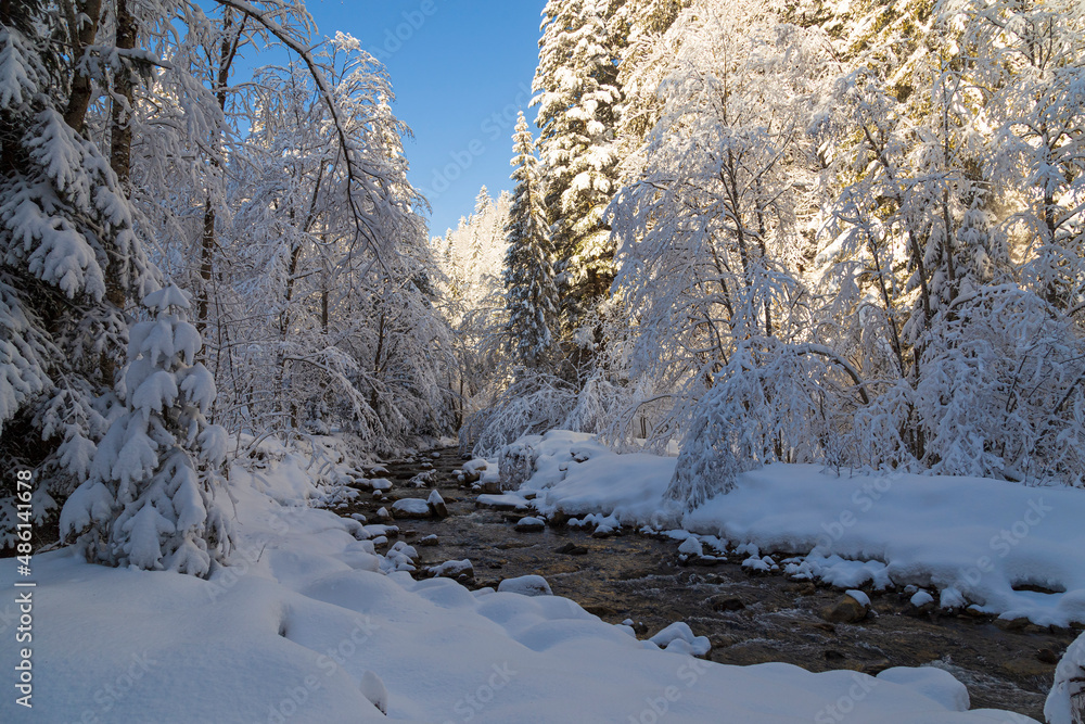 Forest creek in the winter