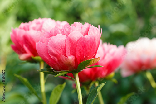 Fototapeta Naklejka Na Ścianę i Meble -  Lorelei  tomato orangey  flower peony lactiflora in summer garden, close-up