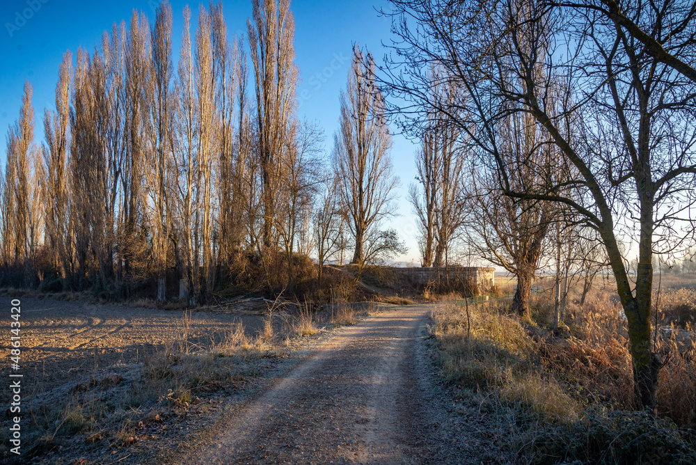 	
Paisaje de bosque verde oscuro Hermoso bosque con suelo cubierto de musgo y rayos del sol a través de los árboles	
