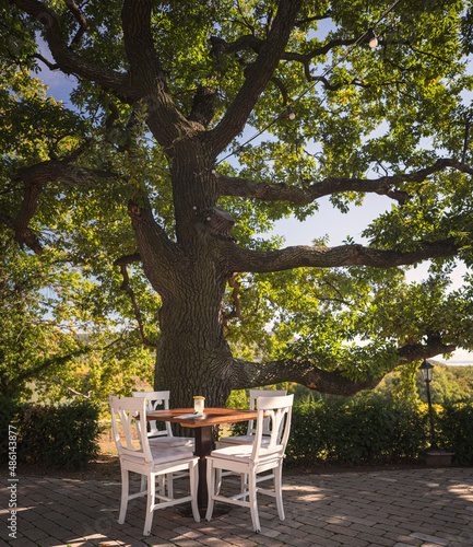 Nice restaurant with giant oak trees in Hungary