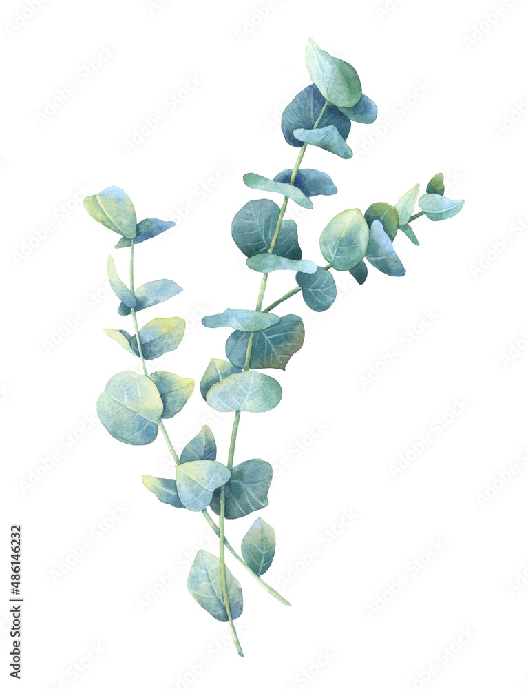 Eucalyptus branch, green plant. Botanical illustration hand drawn in watercolor on a white background. Image for natural design. Eucalyptus branch, green plant. Botanical illustration hand drawn in watercolor on a white background. Image for natural design.