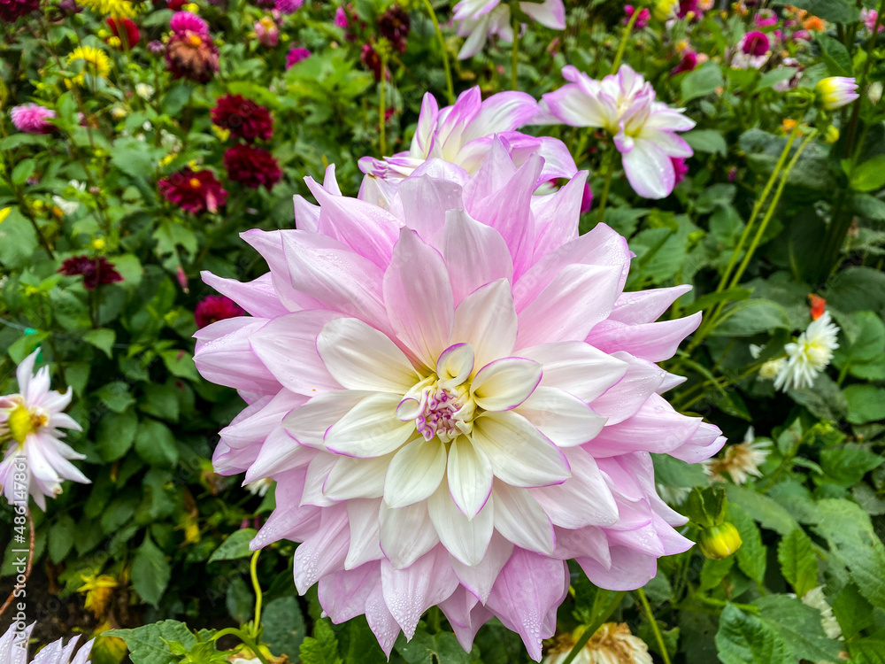 FLOWER CLOSEUP of Pink Bloom in Mendocino Botanical Gardens