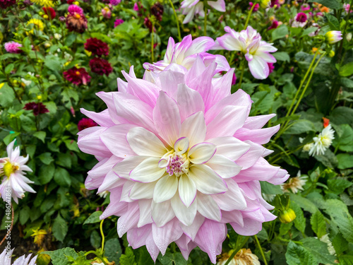 FLOWER CLOSEUP of Pink Bloom in Mendocino Botanical Gardens